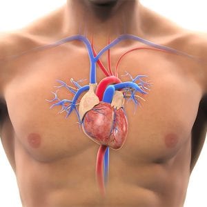 Heart & Circulatory
