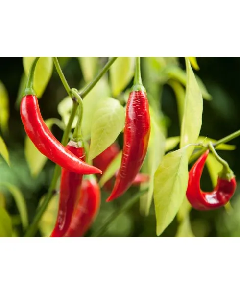 Cayenne Powder, Premier 1.5 oz - Image 6