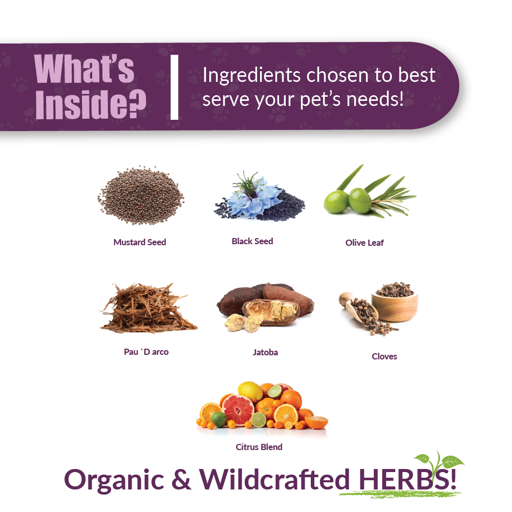 Kochi Free - Image 2