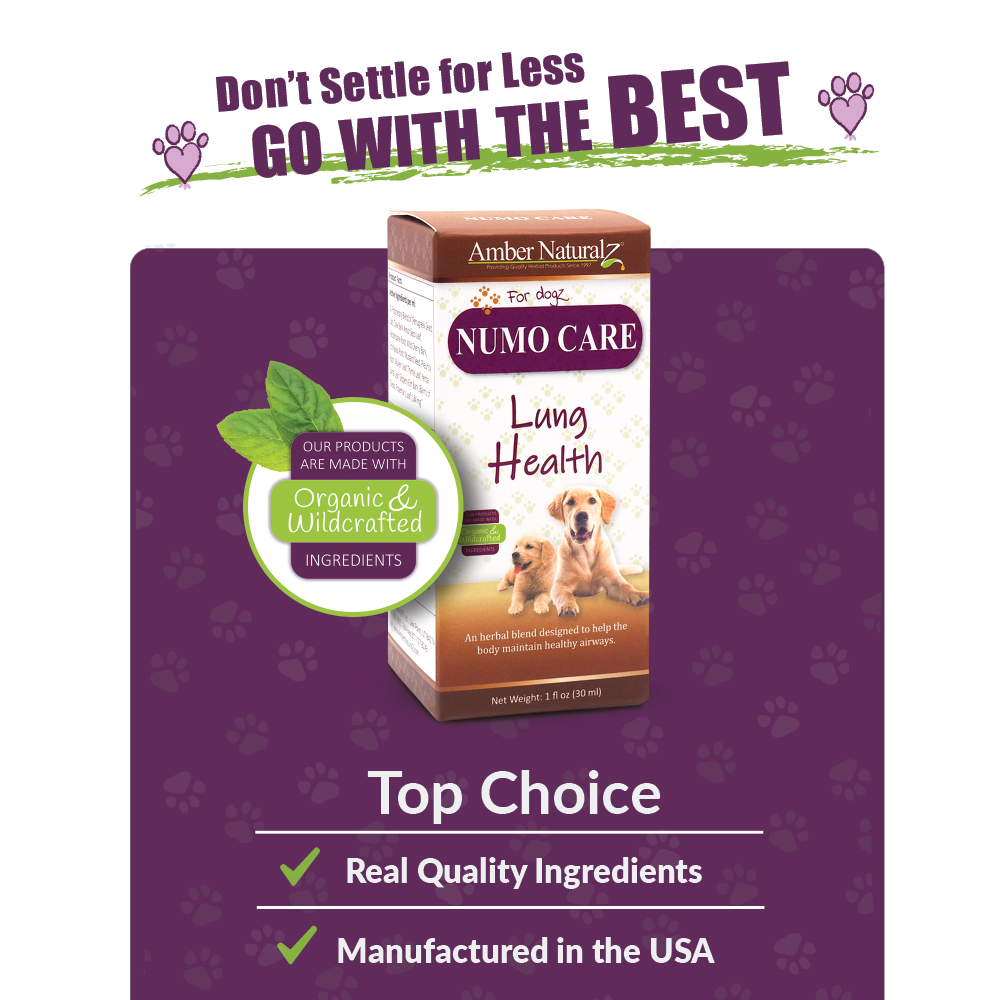 Numo Care Dog - Image 4