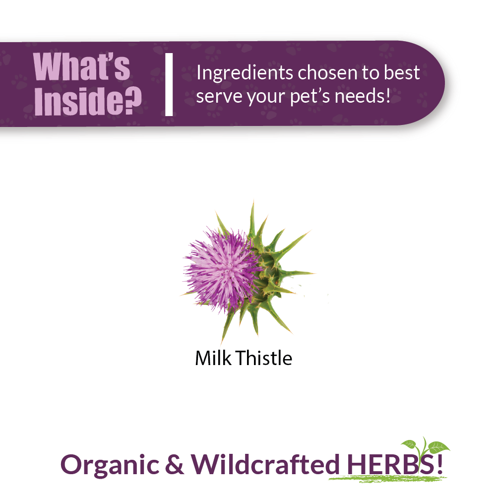 Milk Thistle - Image 2